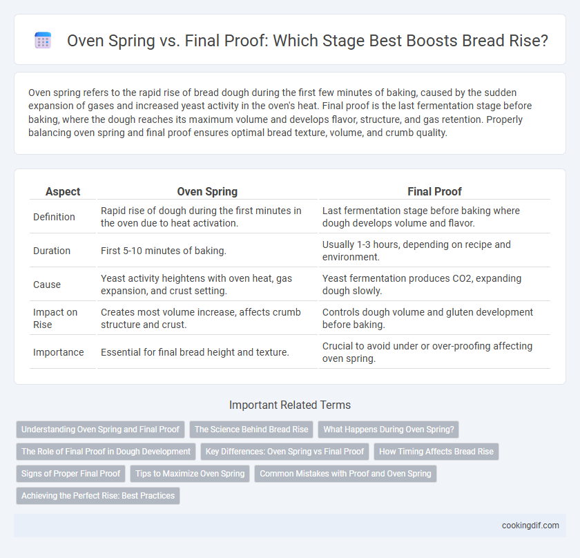 Oven Spring vs. Final Proof: Which Stage Best Boosts Bread Rise?