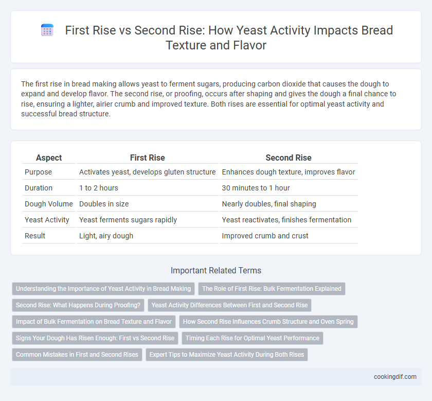 First Rise vs Second Rise: How Yeast Activity Impacts Bread Texture and Flavor